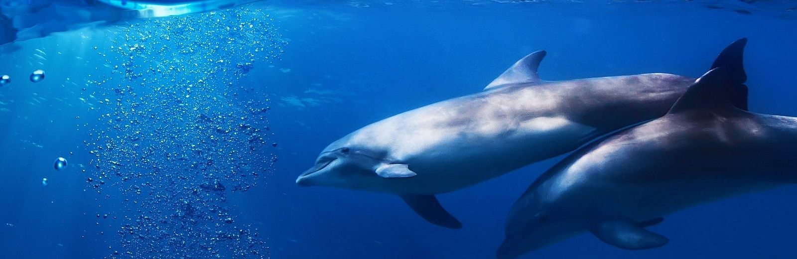 Schwimmen und Schnorcheln mit Delfinen 